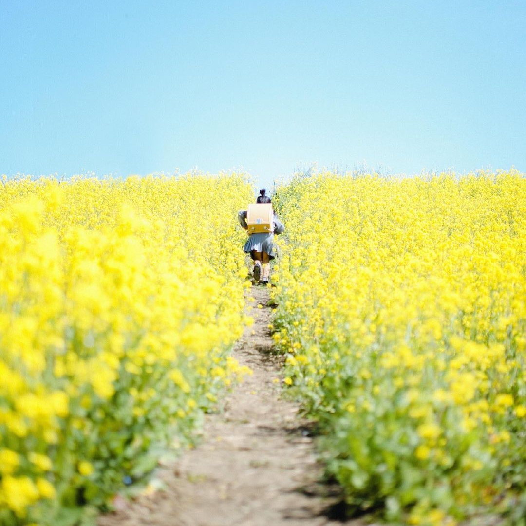 菜の花畑のランドセル